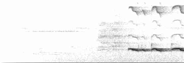 White-shouldered Antbird - ML176513851