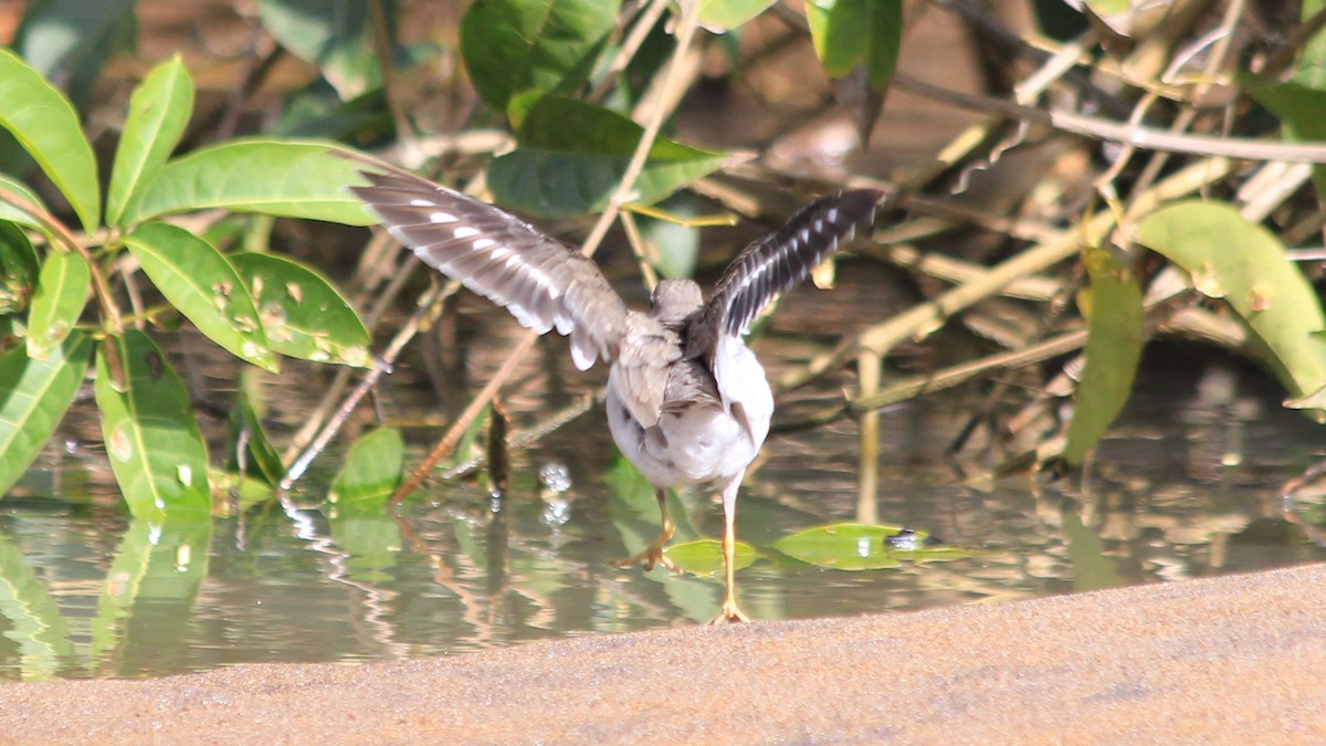Spotted Sandpiper - Anonymous