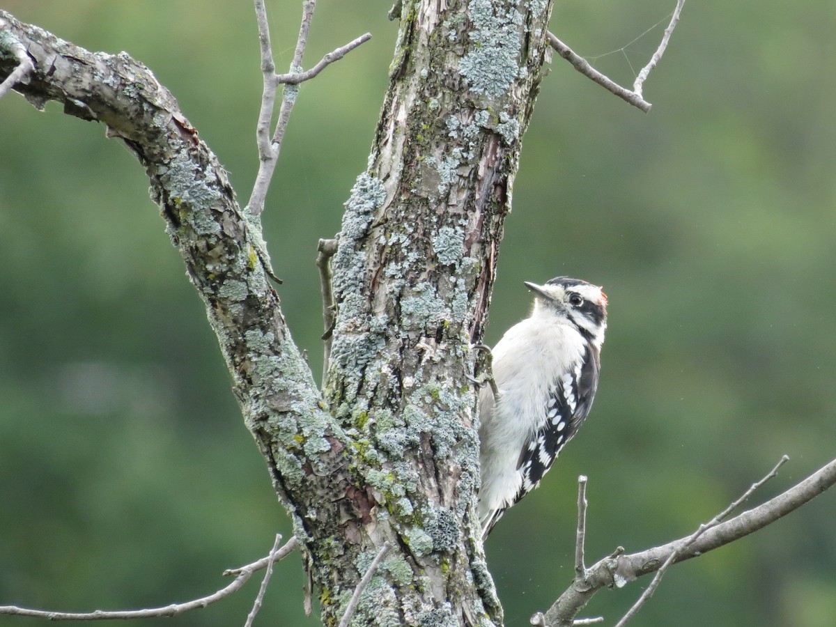 Downy Woodpecker - ML176520141