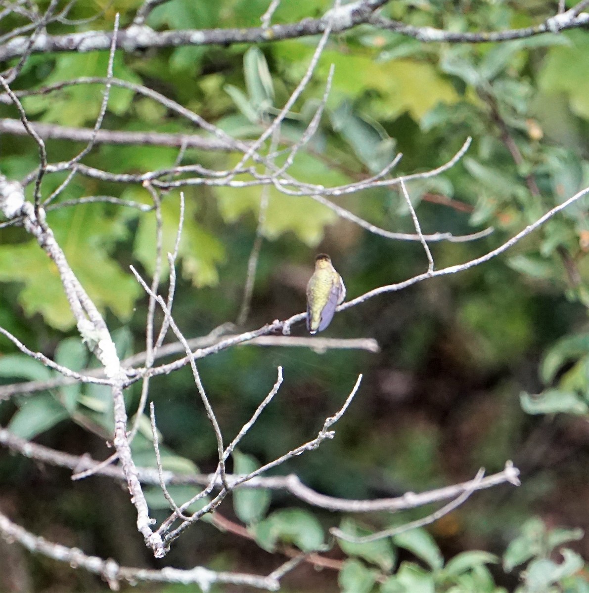 Ruby-throated Hummingbird - ML176520221