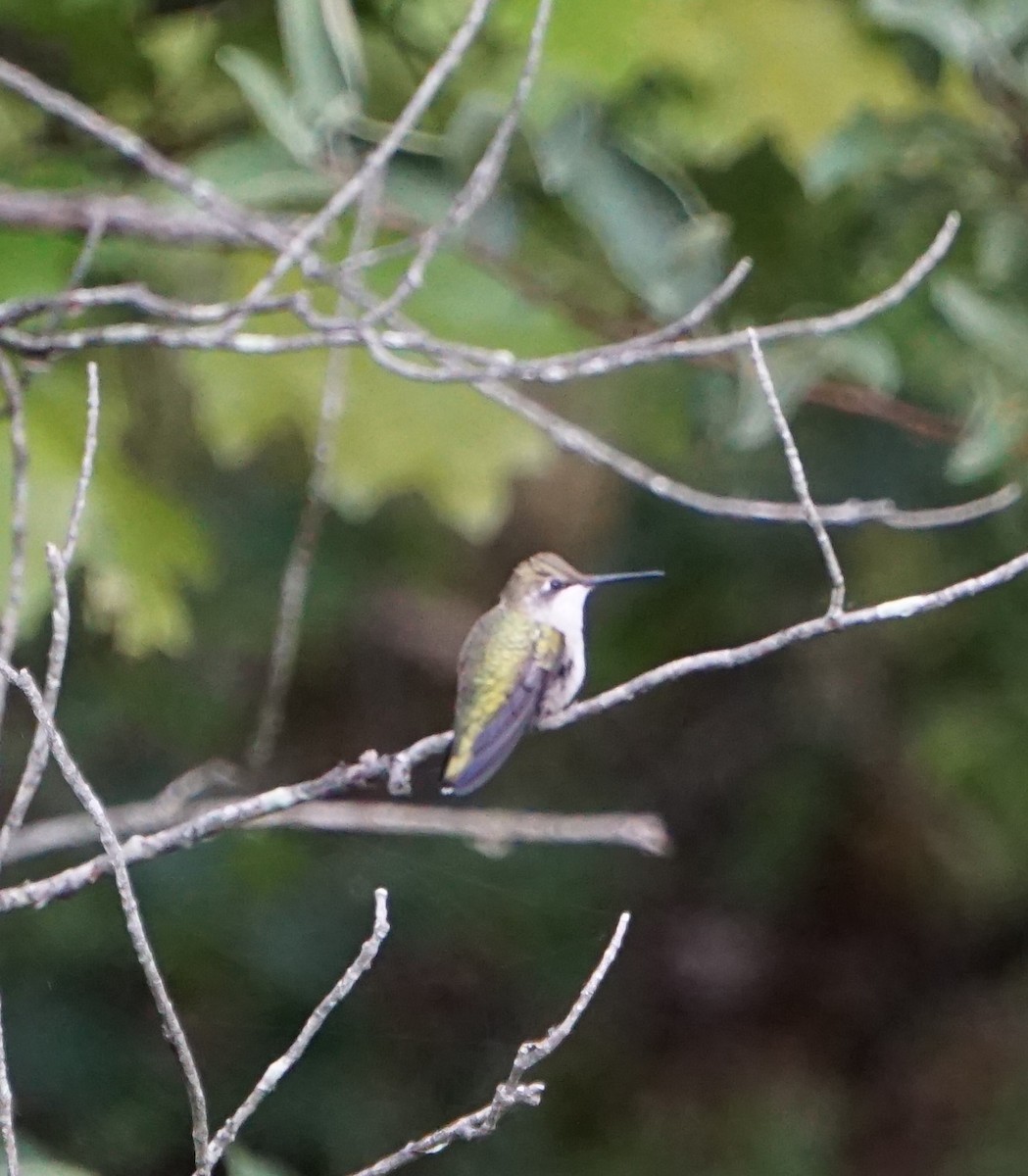 Ruby-throated Hummingbird - ML176520241