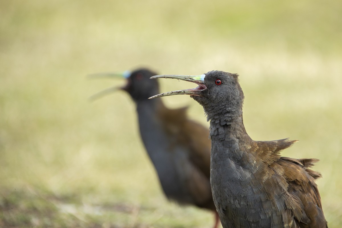 Plumbeous Rail - Joshua Covill