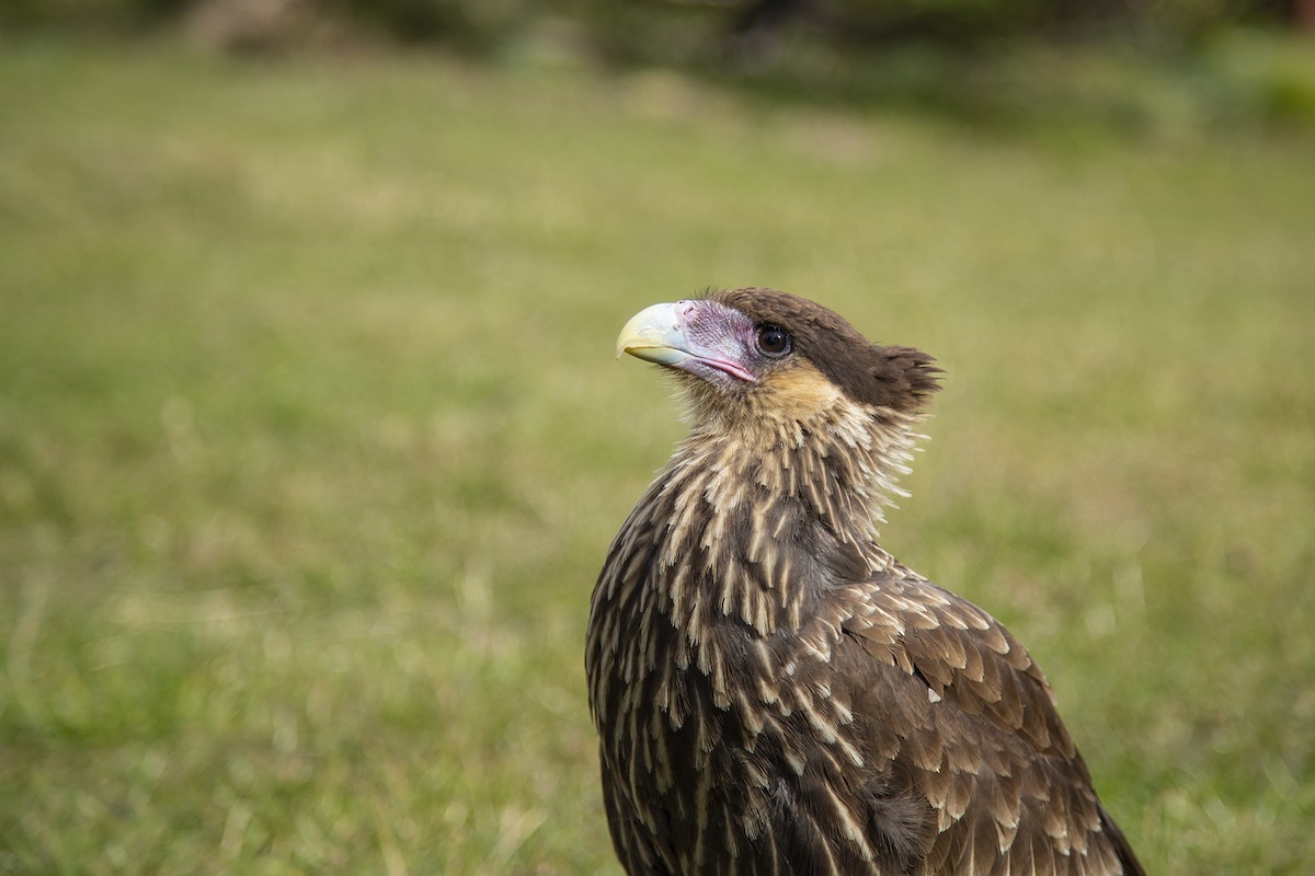 Crested Caracara (Southern) - ML176522871