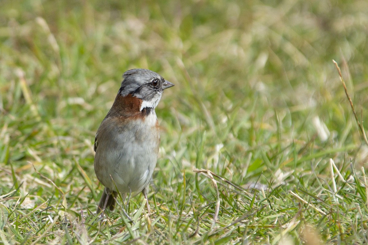 Rufous-collared Sparrow - ML176522921