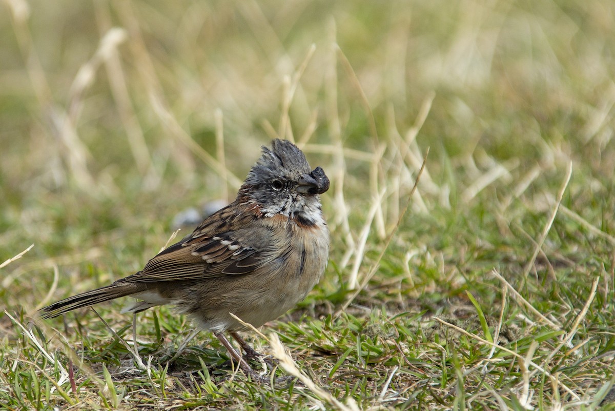 Rufous-collared Sparrow - Joshua Covill