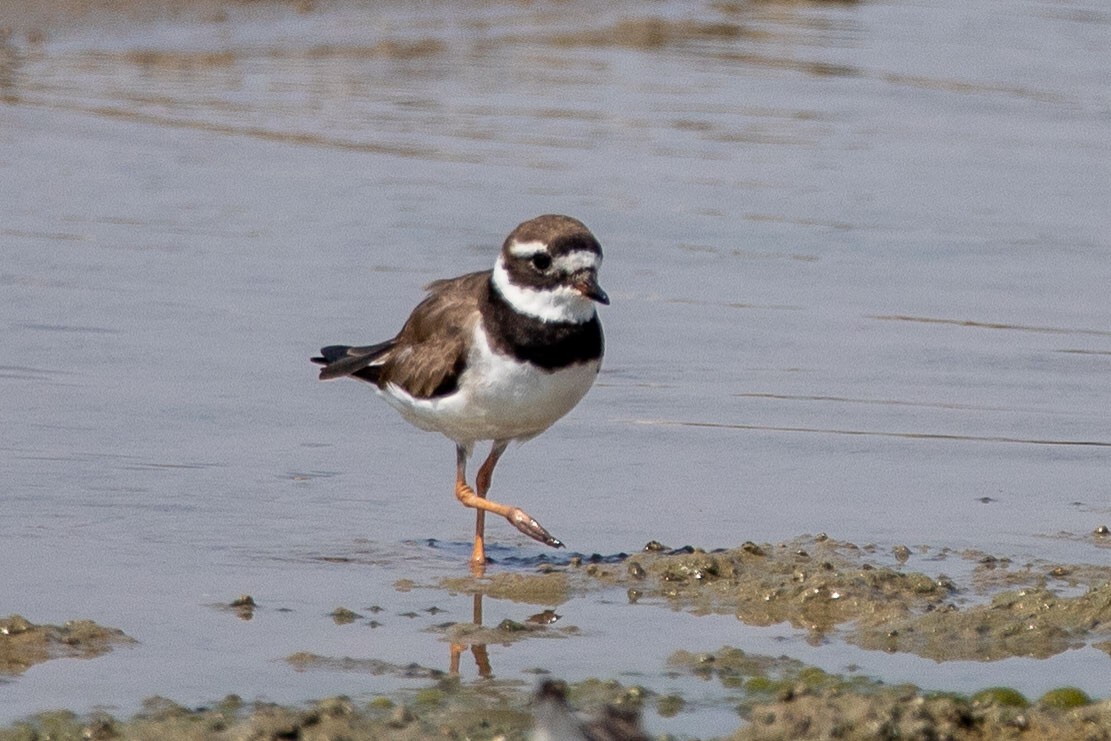 Common Ringed Plover - ML176530861