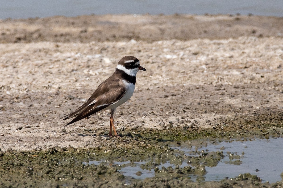 Common Ringed Plover - ML176530871
