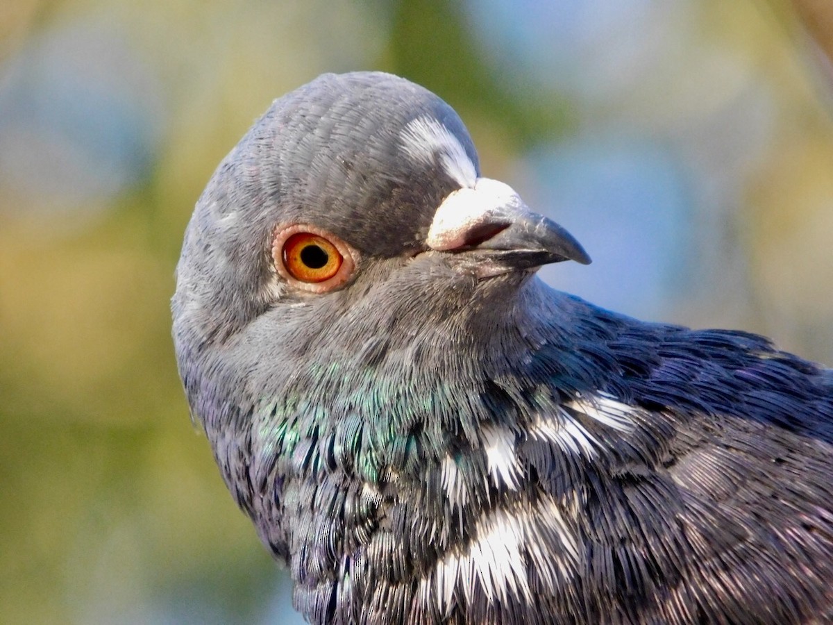 Rock Pigeon (Feral Pigeon) - ML176533741