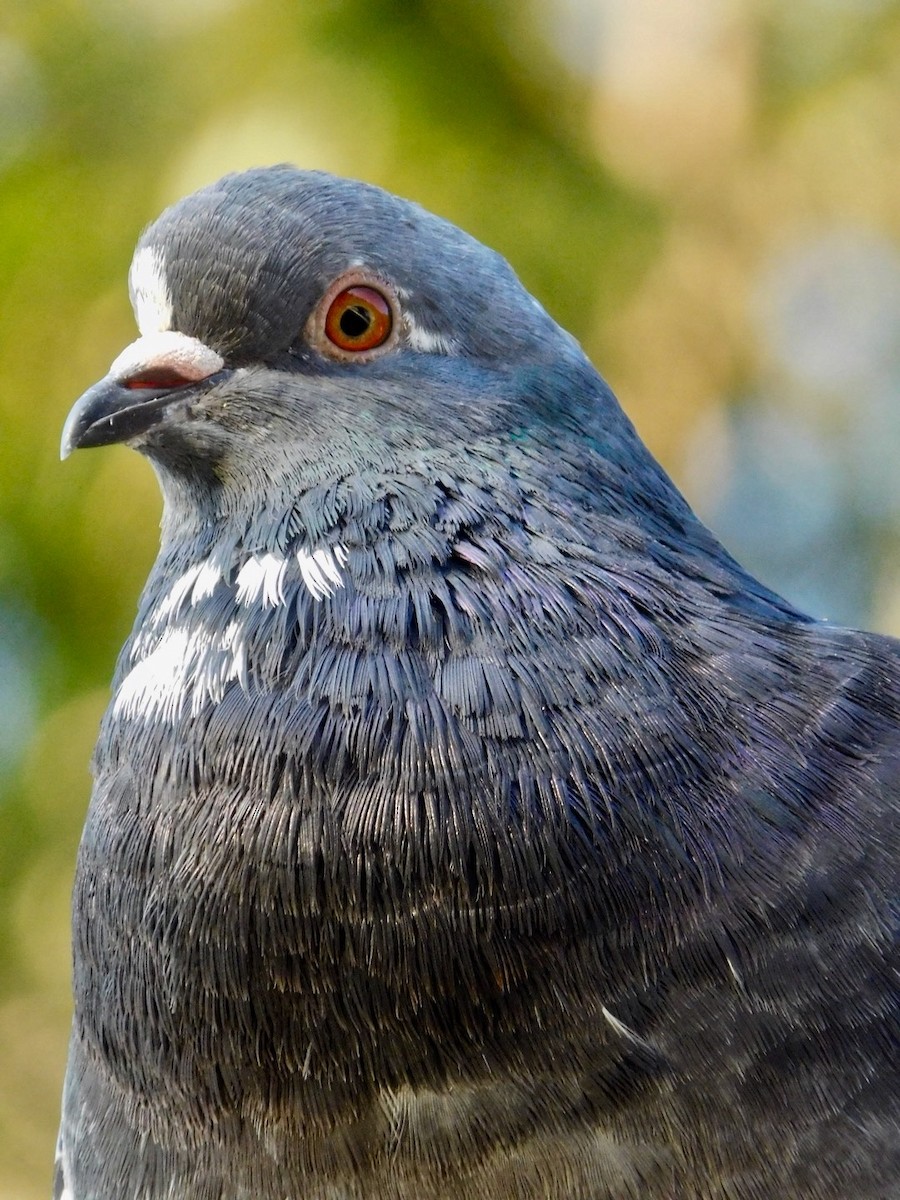 Rock Pigeon (Feral Pigeon) - ML176533761