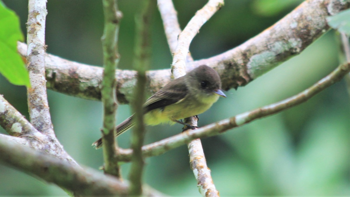 Lesser Antillean Pewee - Anonymous
