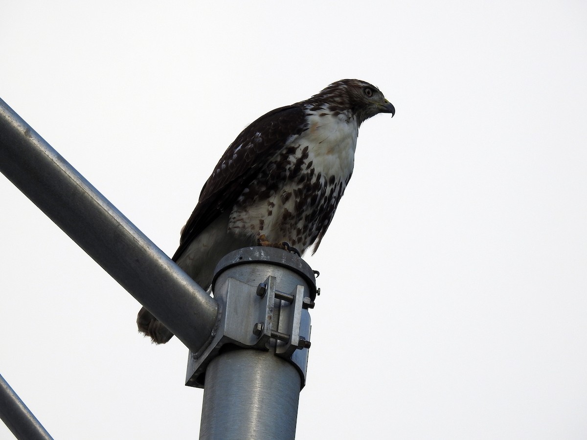 Red-tailed Hawk - ML176534531