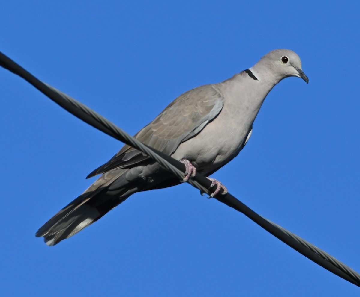 Eurasian Collared-Dove - Ann Stinely