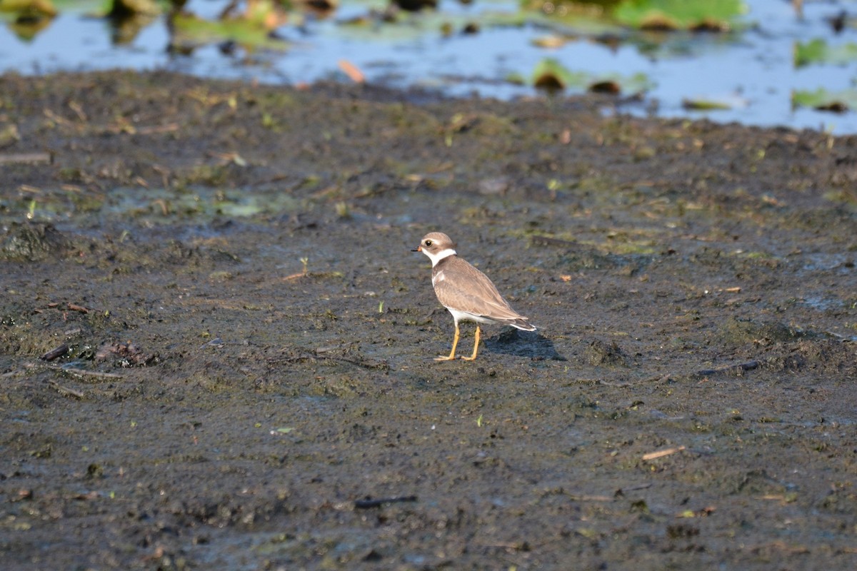 Semipalmated Plover - Harold Donnelly