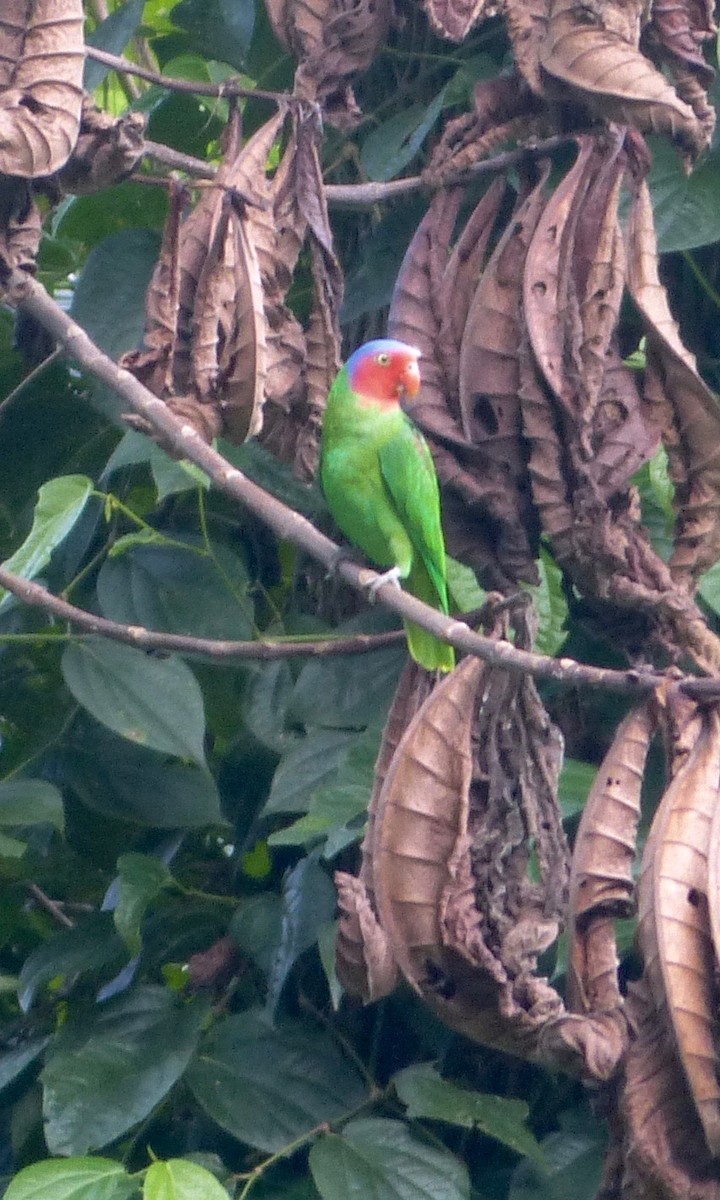 Red-cheeked Parrot - Jenny Bowman