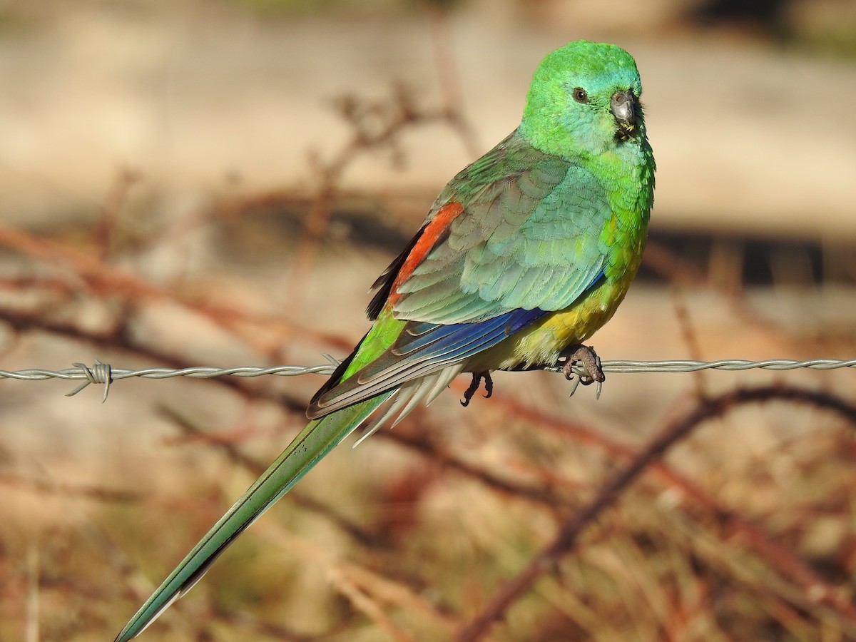 Red-rumped Parrot - ML176547271