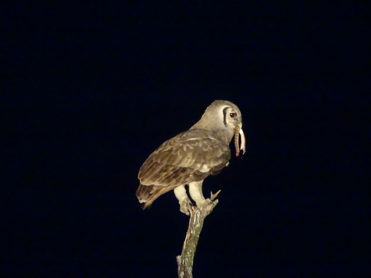 Verreaux's Eagle-Owl - Juan Gómez Carrillo