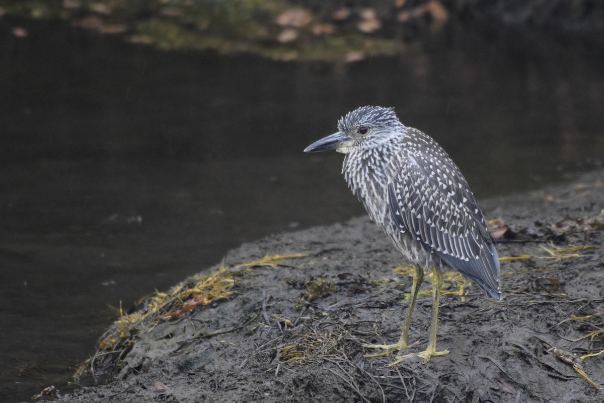 Yellow-crowned Night Heron - Ethan Gosnell