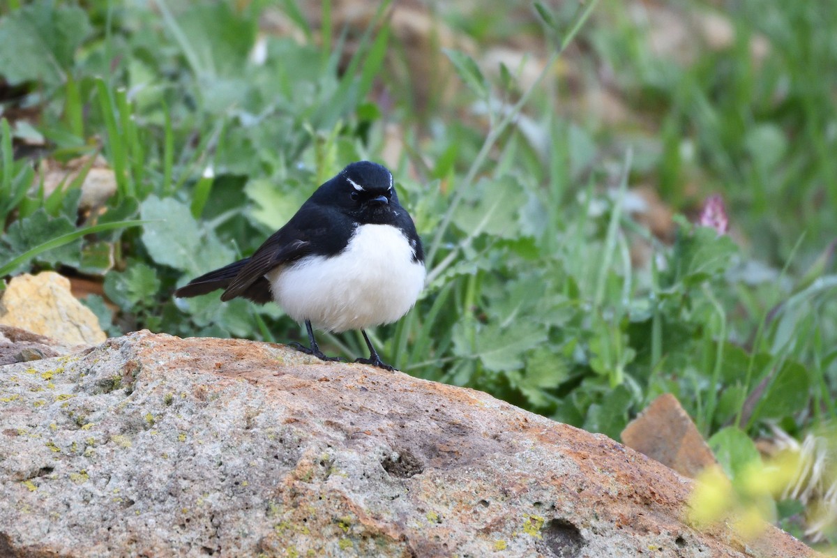Willie-wagtail - ML176550921