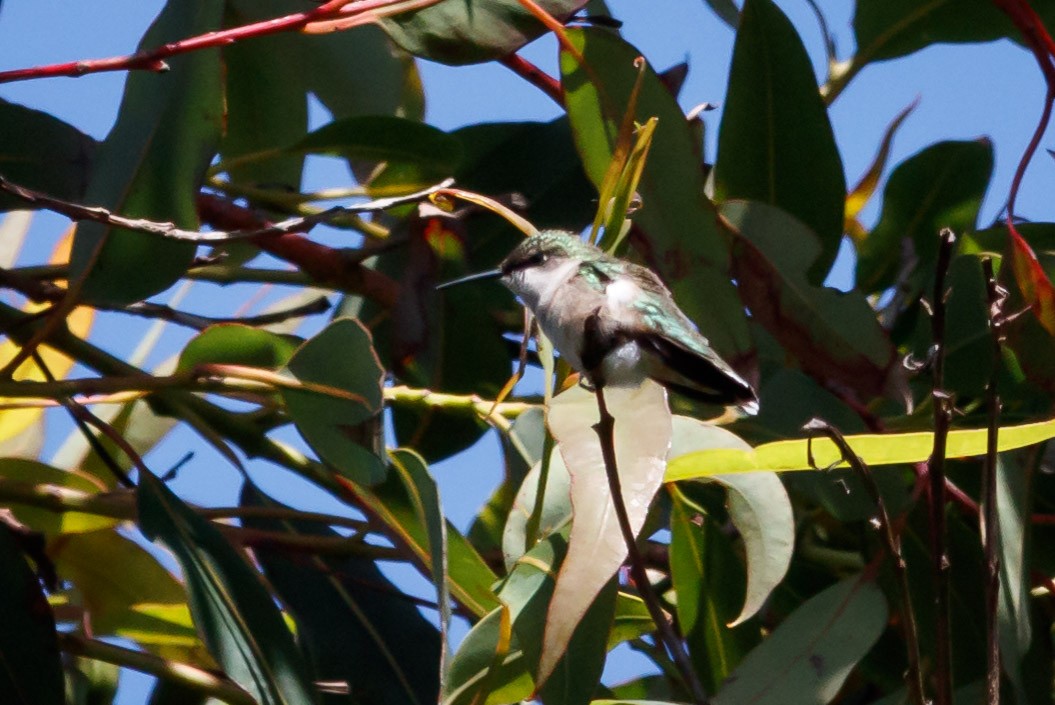 Ruby-throated Hummingbird - ML176552041