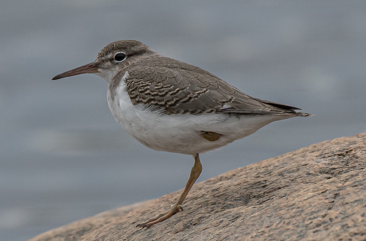 Spotted Sandpiper - Guy Tremblay