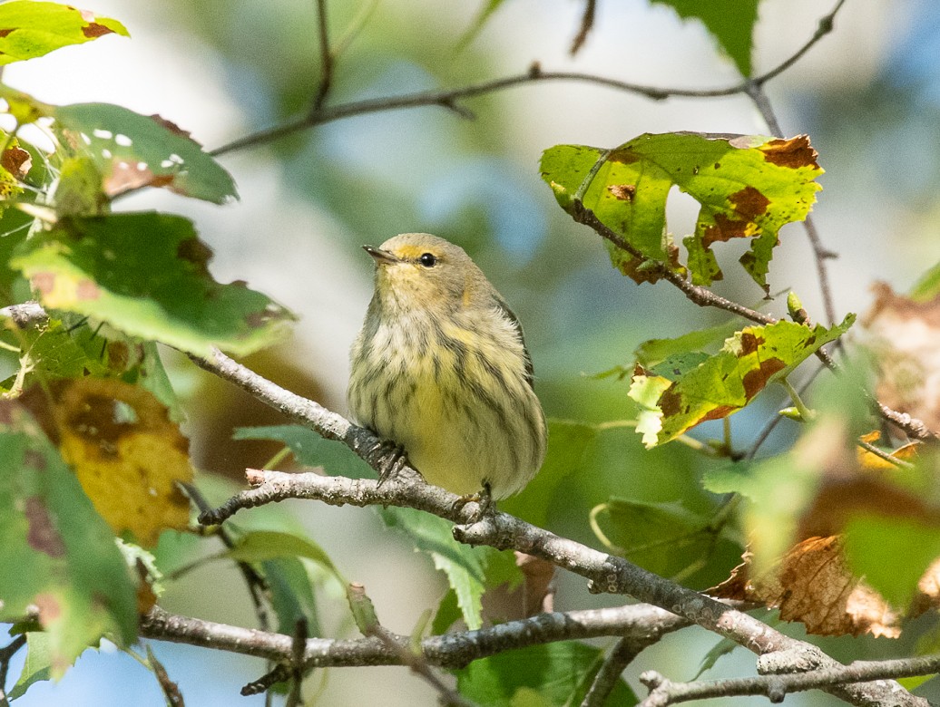 Cape May Warbler - ML176554351