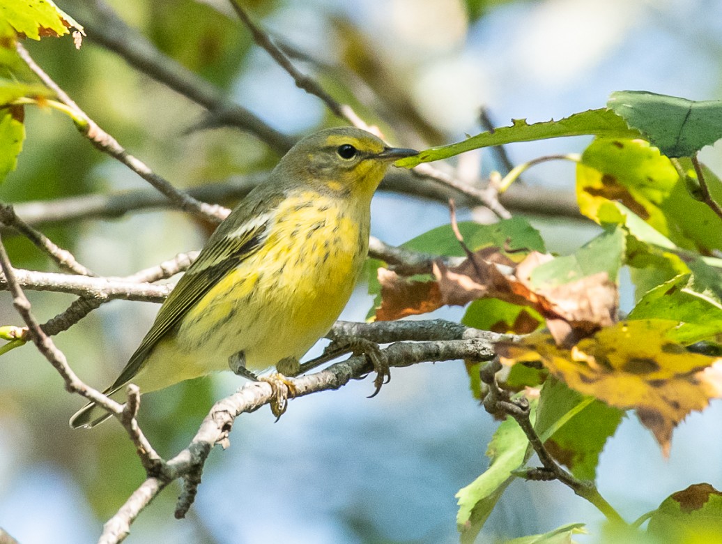 Cape May Warbler - ML176554361