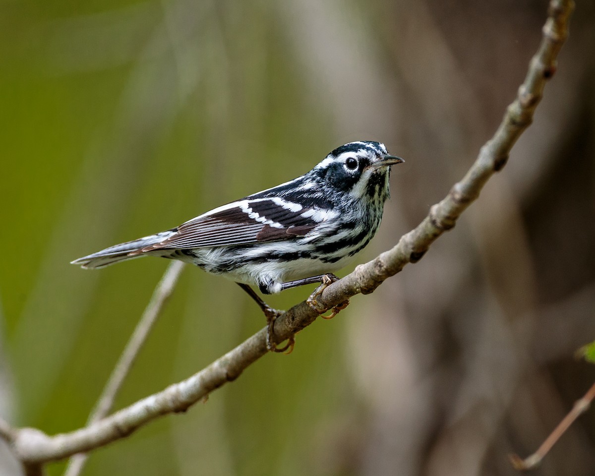 Black-and-white Warbler - ML176557451