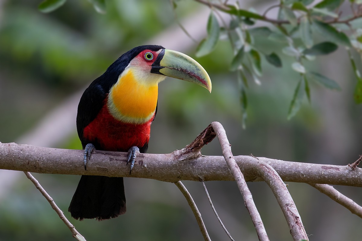 Red-breasted Toucan - ML176561701