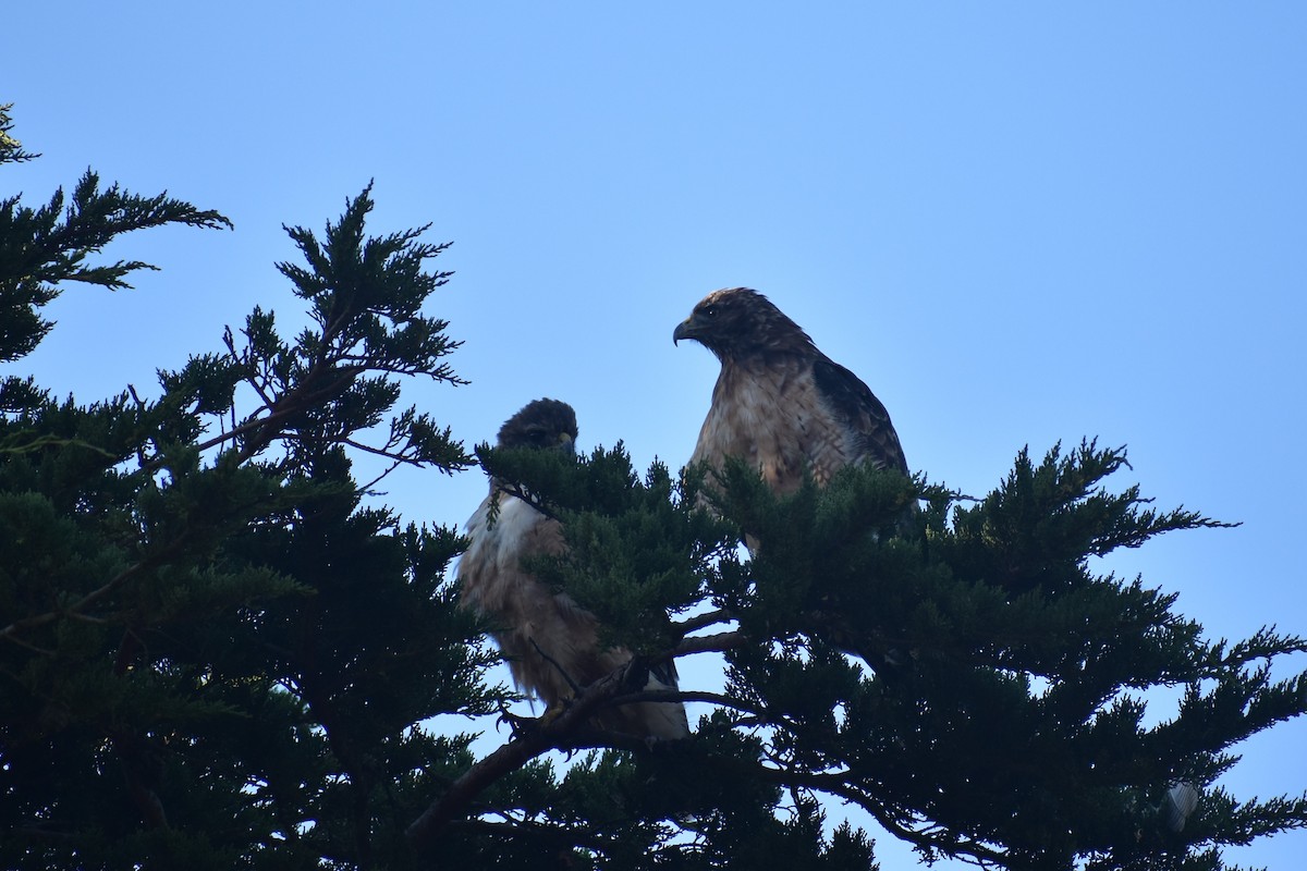 Red-tailed Hawk - ML176564071