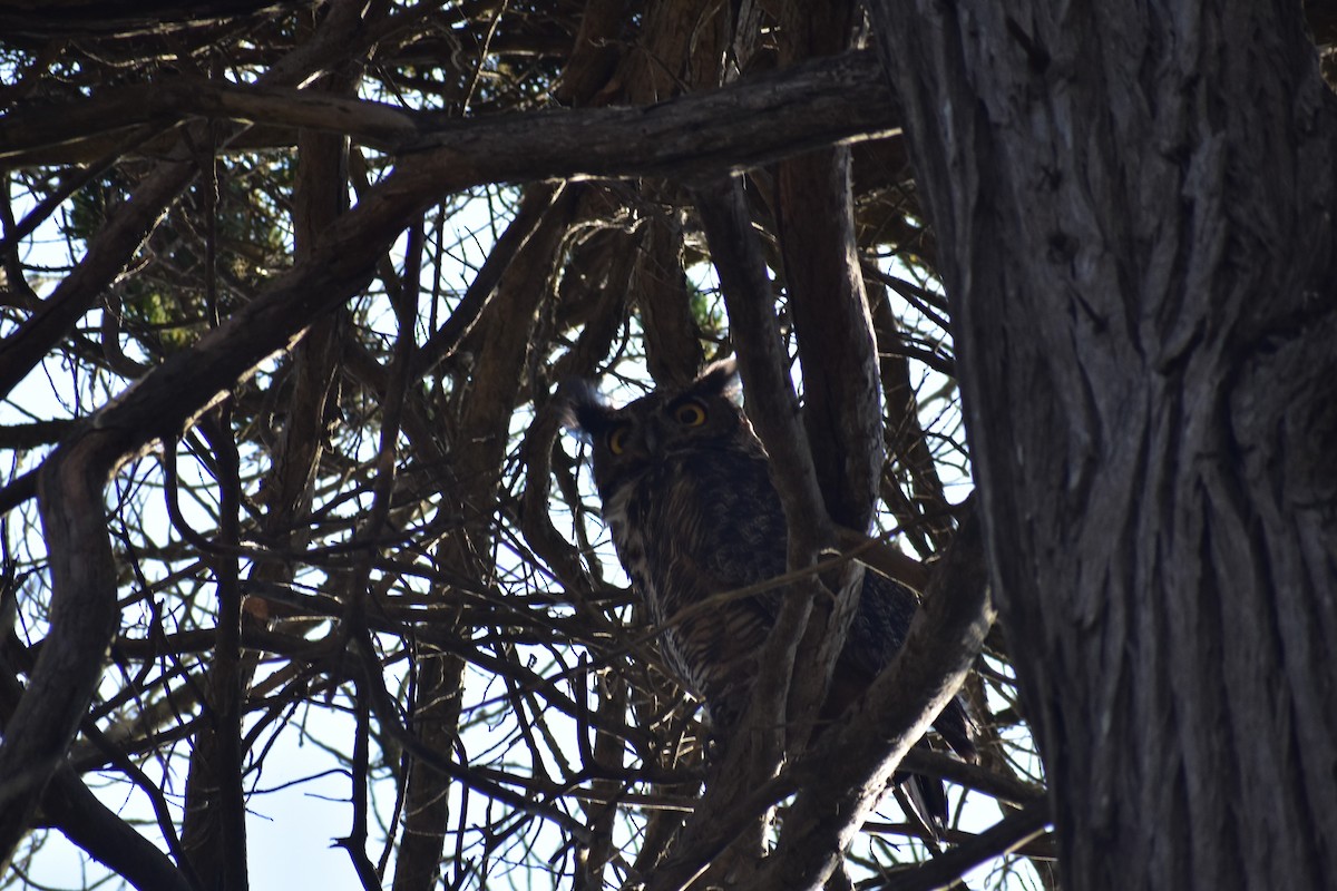 Great Horned Owl - ML176565021