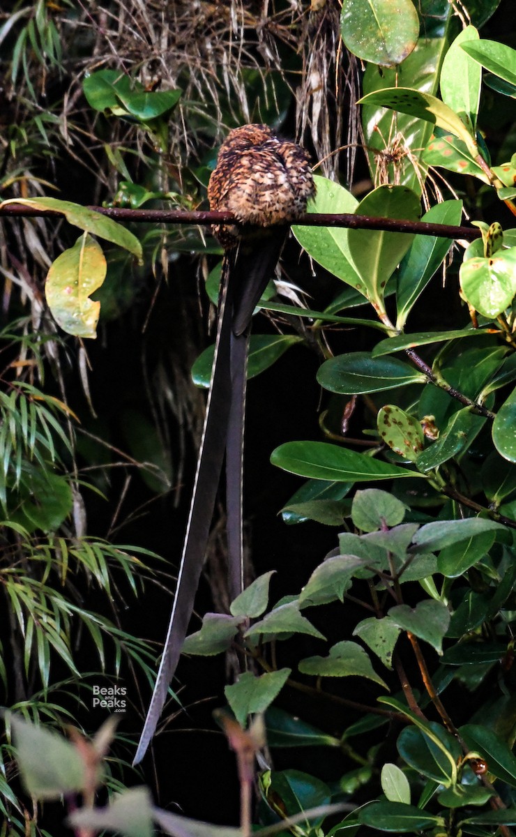Swallow-tailed Nightjar - ML176566021