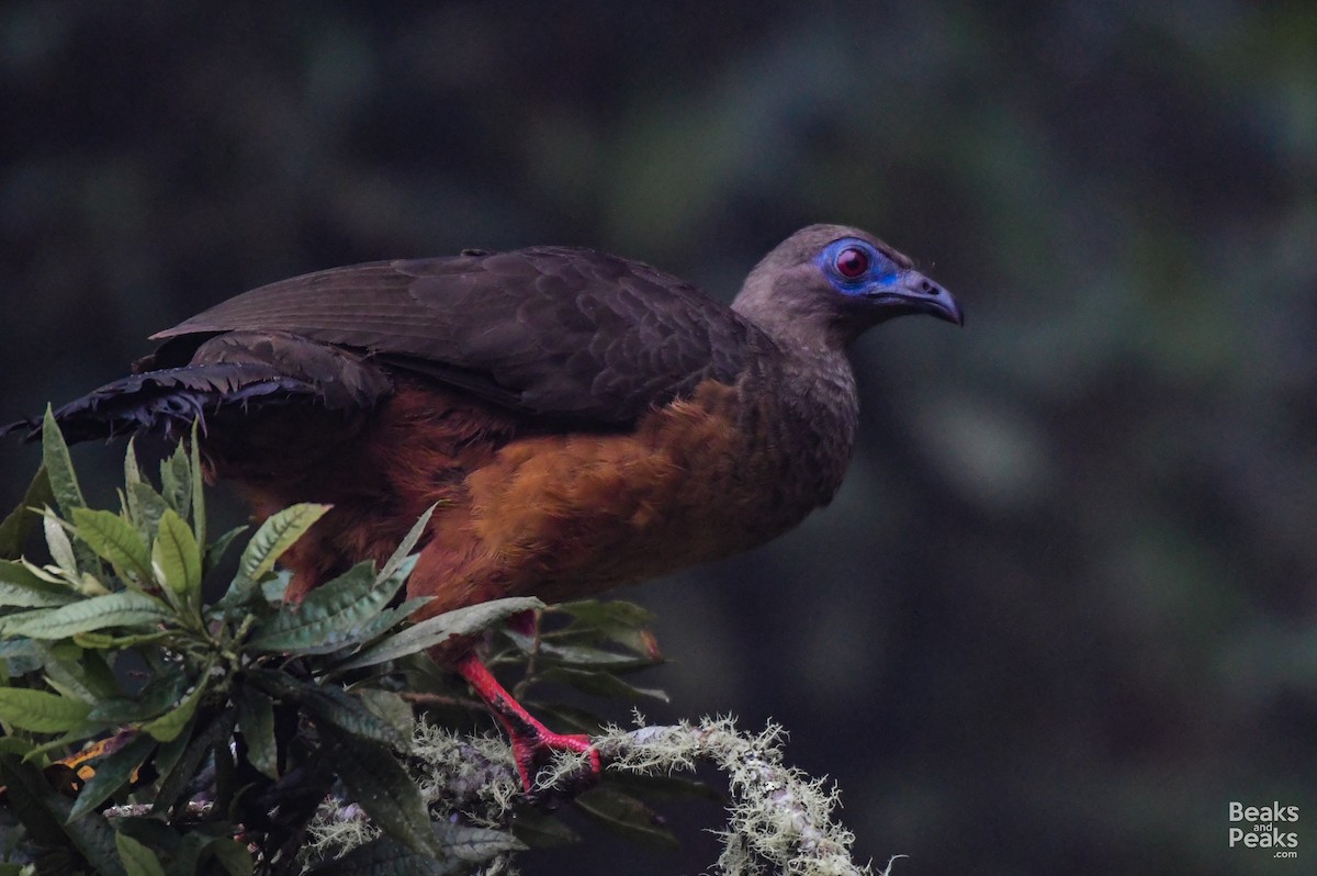 Sickle-winged Guan - ML176566331