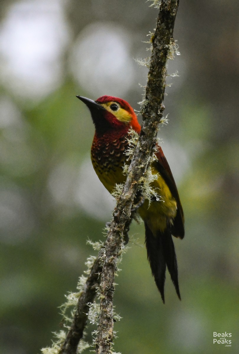 Crimson-mantled Woodpecker - Katinka Domen