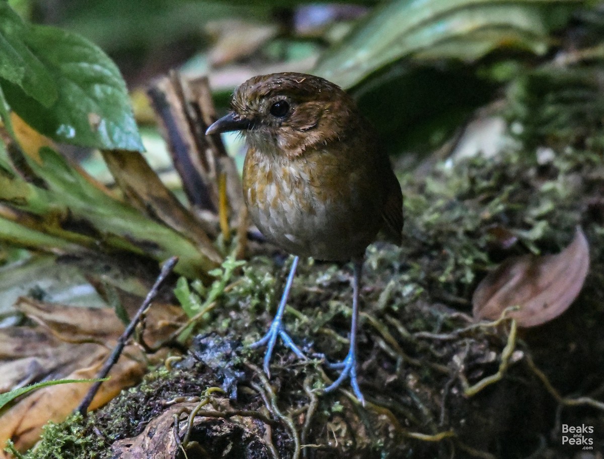 Brown-banded Antpitta - ML176566601