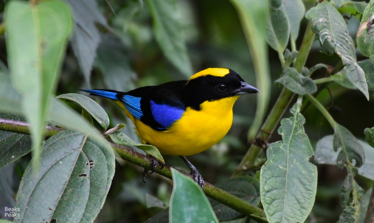 Blue-winged Mountain Tanager - ML176567201