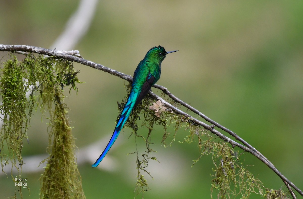 Long-tailed Sylph - ML176567471