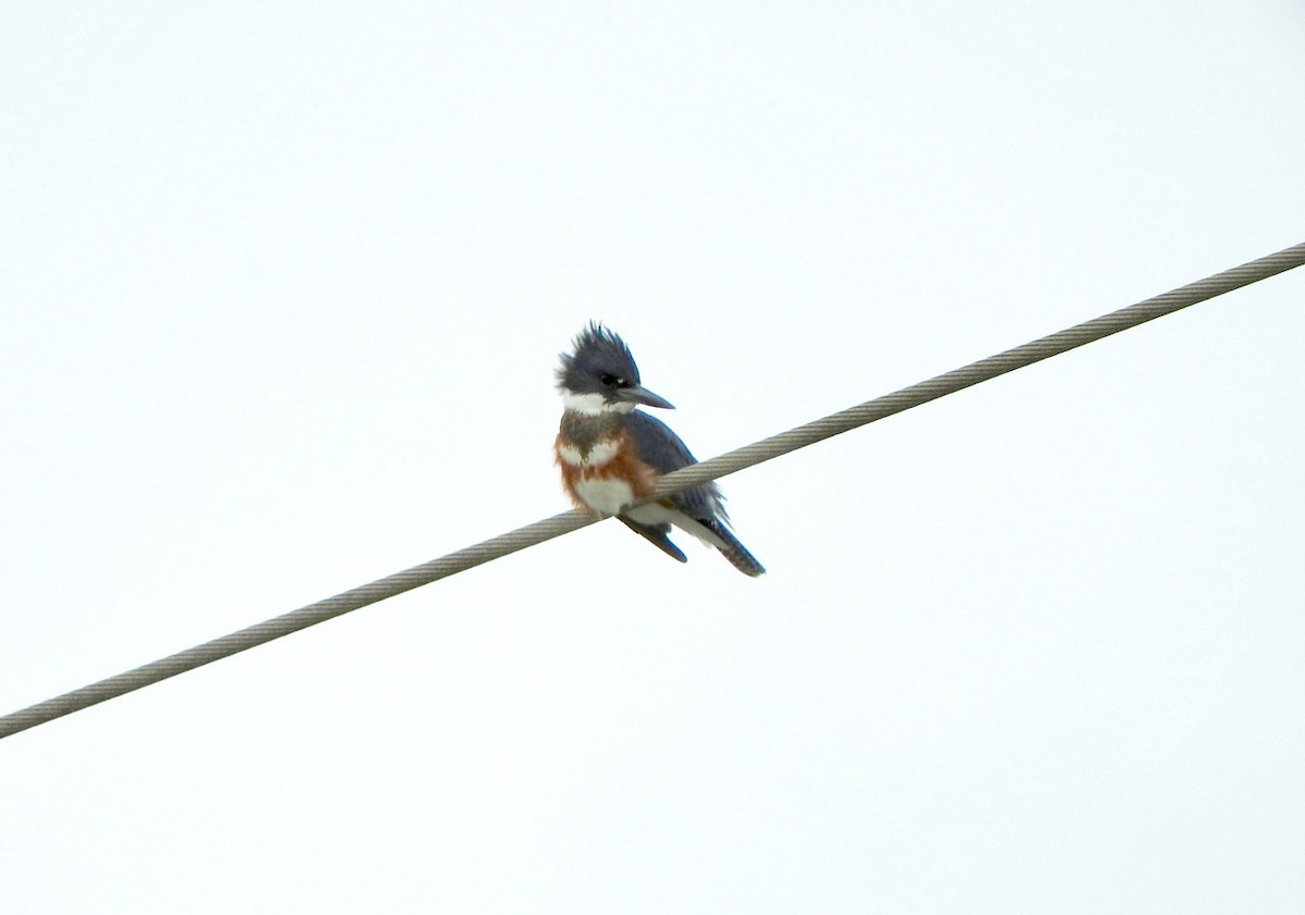 Belted Kingfisher - ML176569221