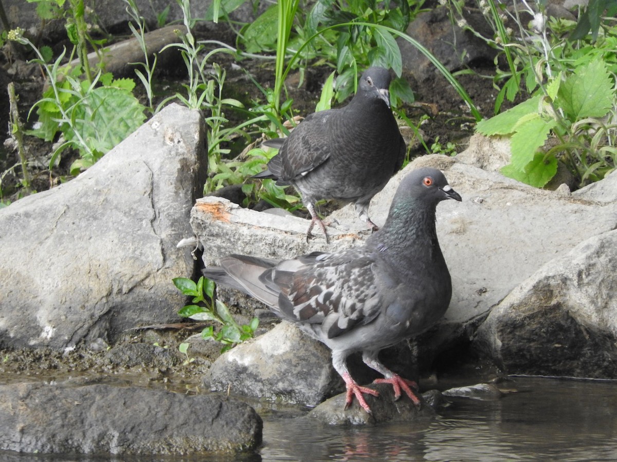 Rock Pigeon (Feral Pigeon) - ML176569451