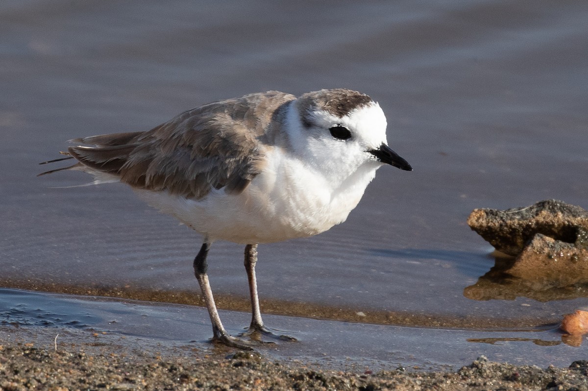 White-fronted Plover - ML176570501