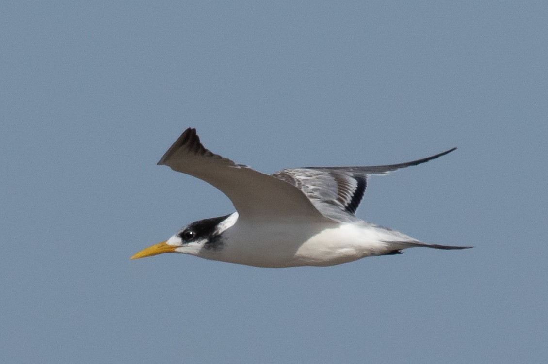 Great Crested Tern - ML176571211