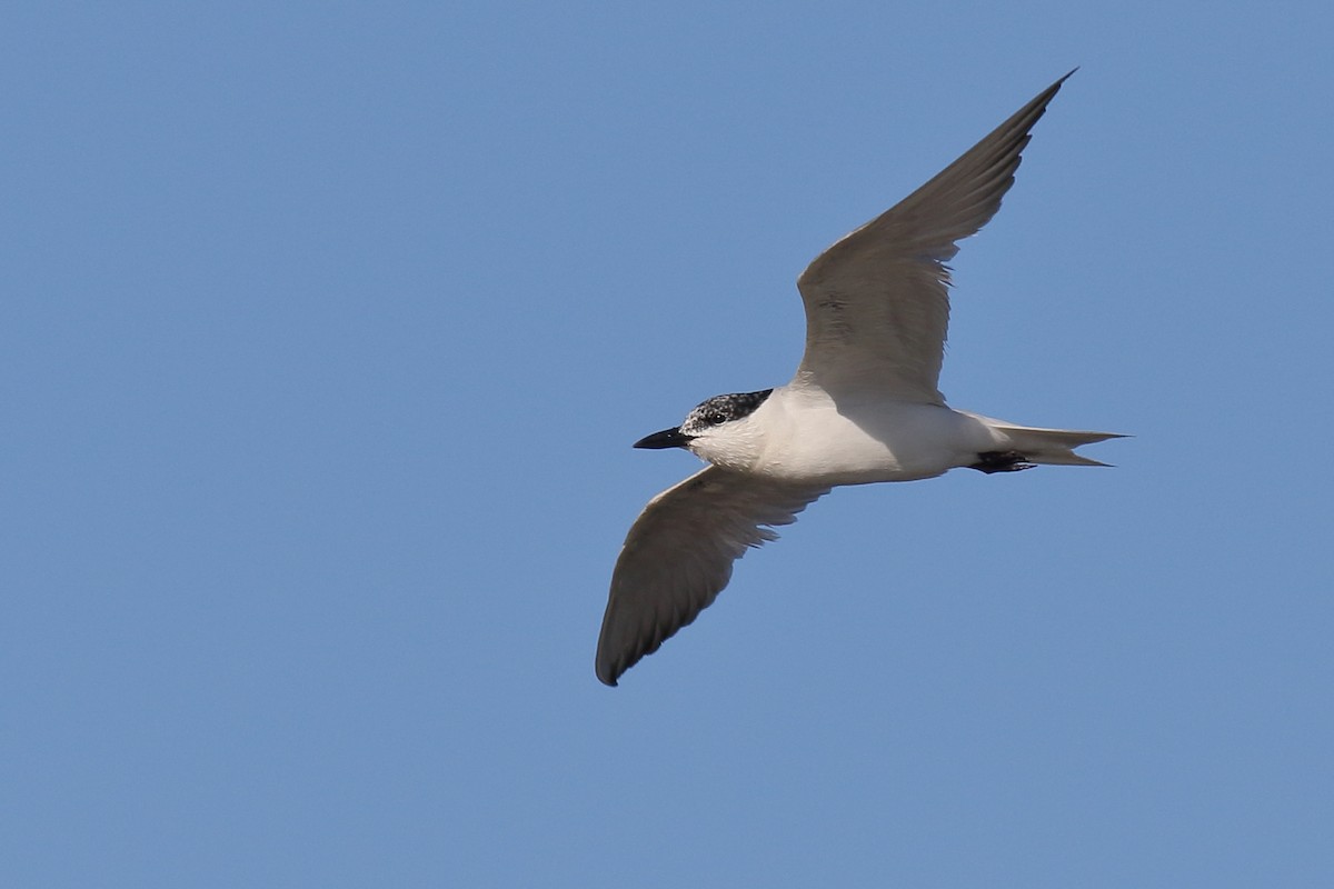 Gull-billed Tern - Kevin Lantz