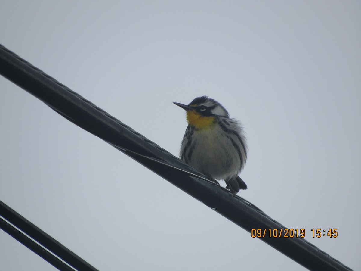 Yellow-throated Warbler - ML176573101