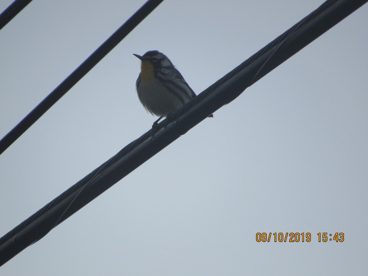 Yellow-throated Warbler - ML176573111