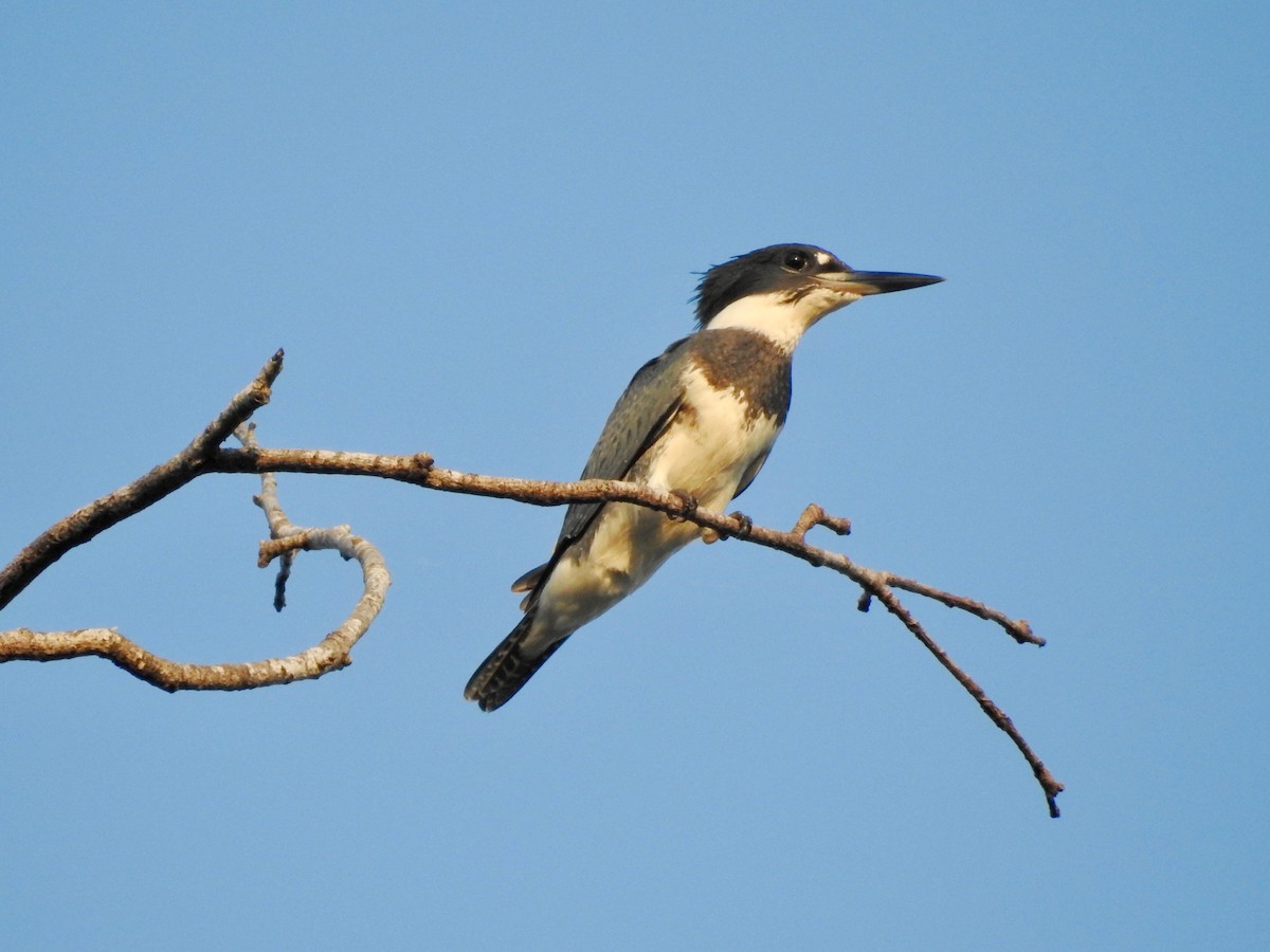 Belted Kingfisher - P Chappell