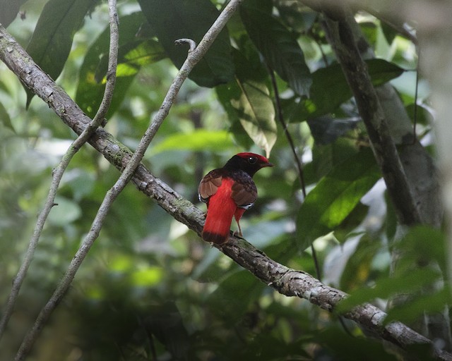 Guianan Red Cotinga Ebird