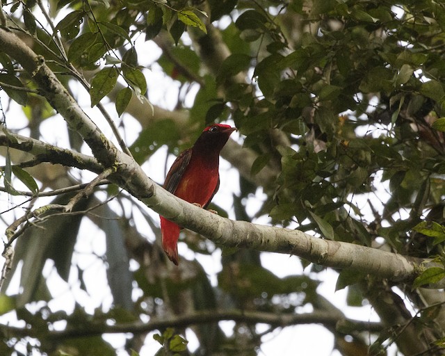 Guianan Red Cotinga Ebird