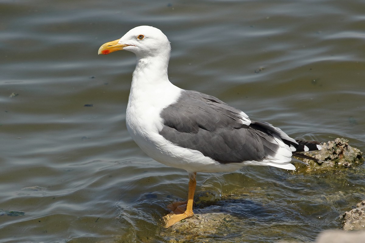 Yellow-footed Gull - Joe Wing