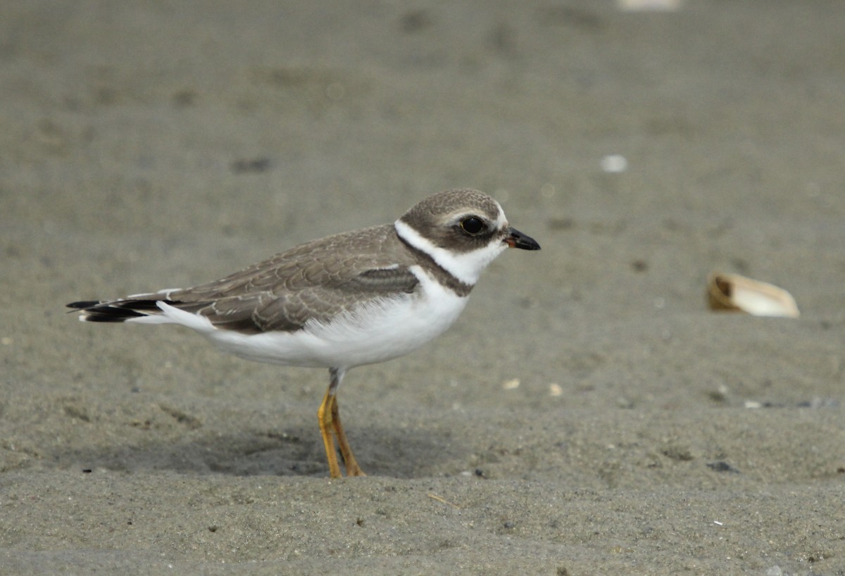 Semipalmated Plover - ML176583421