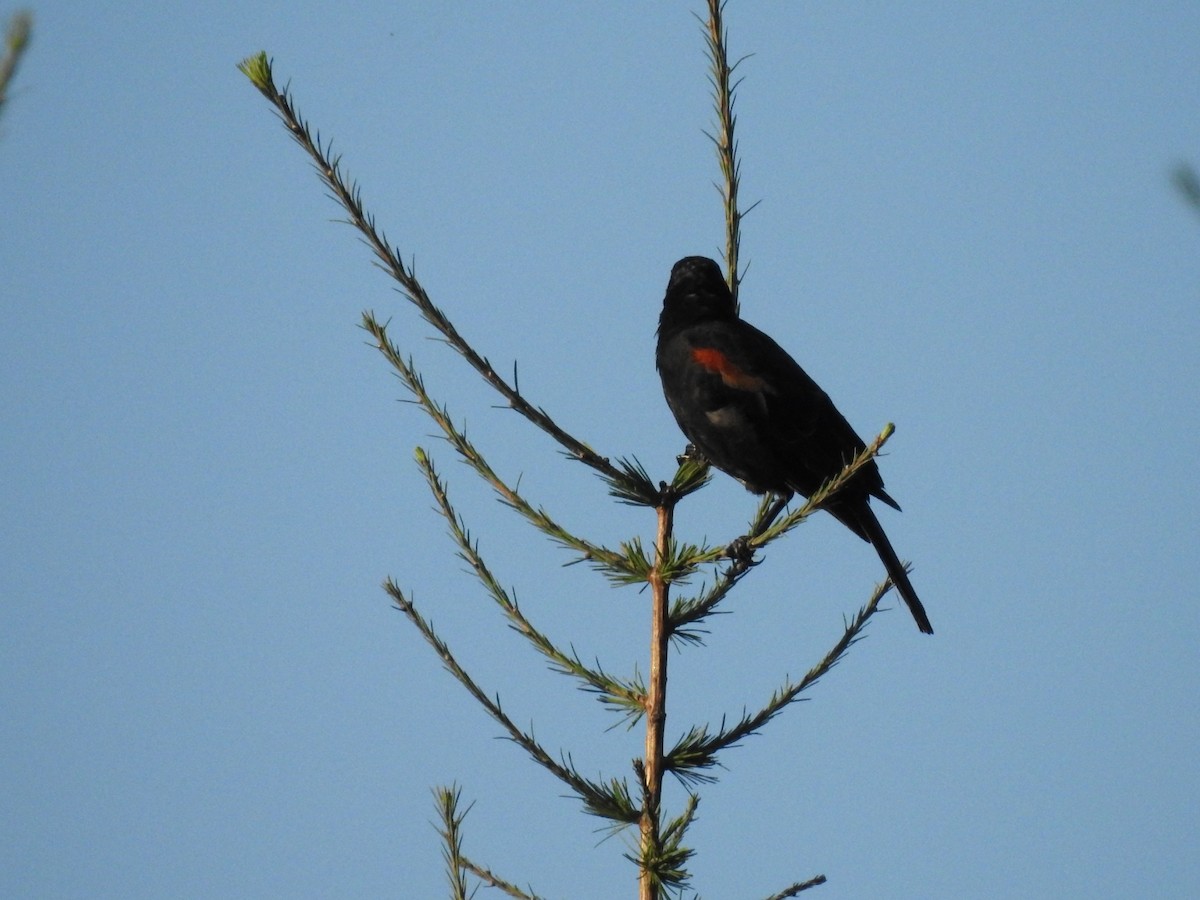 Red-winged Blackbird - ML176589561