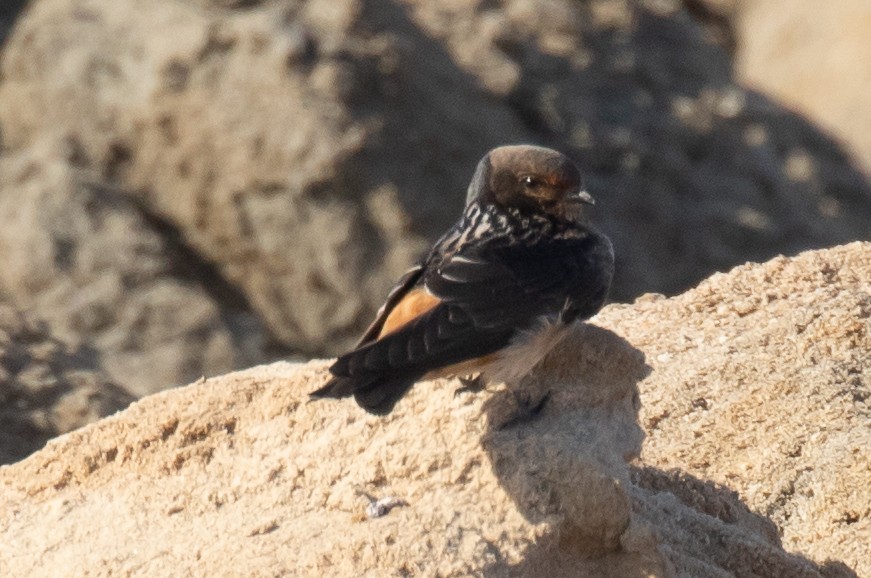 South African Swallow - Robert Lewis
